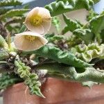 Euphorbia decaryi Fiore