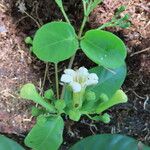 Ferdinandusa panamensis Flor