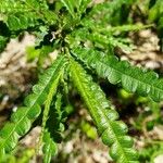 Comptonia peregrina Leaf