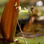 Utricularia minor Vaisius