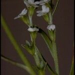 Plagiobothrys stipitatus Flower