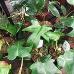 Philodendron pedatum برگ