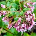 Origanum majoranaΛουλούδι