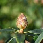 Rhododendron irroratum Övriga