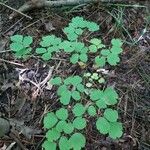 Thalictrum dioicum Hoja