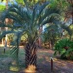 Butia capitata आदत