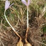 Colchicum nanum Habit