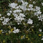 Linum suffruticosum Квітка