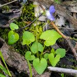 Viola cucullata برگ