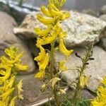 Corydalis cheilanthifolia Blomma