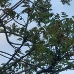 Ailanthus altissimaFrunză