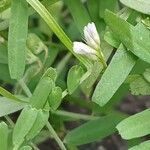Vicia hirsuta Blüte