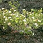 Melaleuca gnidioides Hábito