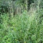 Atriplex micrantha Habitat