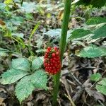 Arisaema dracontium Плод