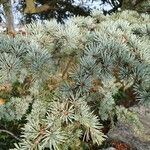 Cedrus atlantica Лист