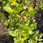 Salix aurita Lehti
