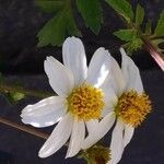Bidens bipinnata Flower