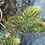 Petrosedum forsterianum Hoja