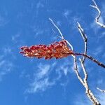 Fouquieria splendens Floro