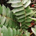 Cnestis corniculata Leaf
