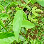 Passiflora ambigua Leaf