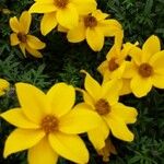 Bidens ferulifolia 花