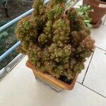 Cereus jamacaru Květ