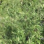 Salix sericea Лист