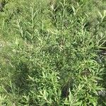 Salix sericea Hoja
