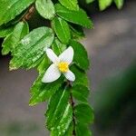 Begonia foliosa ᱵᱟᱦᱟ