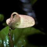 Begonia pavonina Frugt