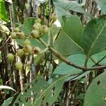 Psychotria venosa Frugt