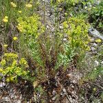 Euphorbia seguieriana Otro