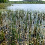 Typha angustifolia عادت داشتن