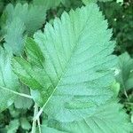 Sorbus intermedia Leaf