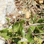 Bufonia perennis Habitus