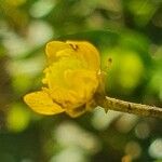 Ranunculus multifidus ফুল