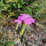 Dianthus siculus Flor