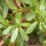 Portulaca oleracea Ліст