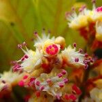 Guioa glauca Flor