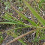 Panicum repens Blad