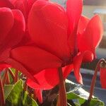 Cyclamen persicum Flower