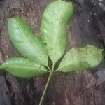 Leeuwenbergia africana Hoja