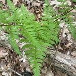 Dryopteris carthusiana برگ