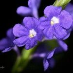 Stachytarpheta jamaicensisFlower