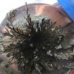 Selaginella lepidophylla Лист