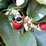 Paullinia elegans Fruit