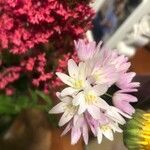 Allium roseum Цвят