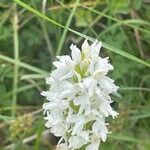 Dactylorhiza maculata Цветок